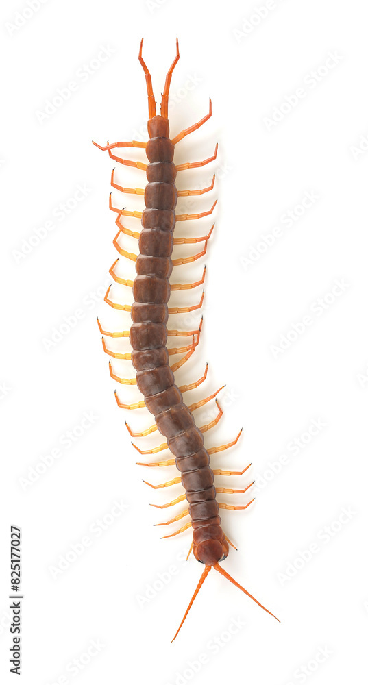 Fototapeta premium centipede isolated on white background