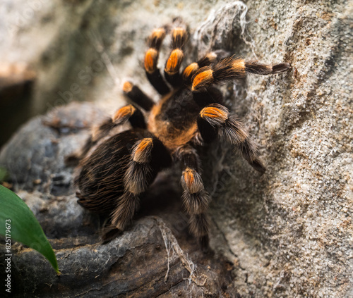 Close-up of large black-orange spider Brachypelma smithi.