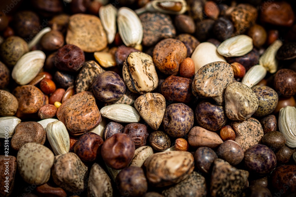seeds of cover crops background seeds of cover crops background