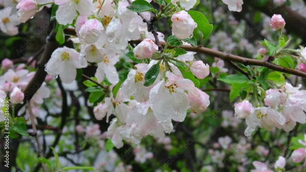 Beautiful branch of an Apple tree covered in white and pink flowers, wet with transparent drops after spring rain. Beautiful branch of an Apple tree covered in white and pink flowers, wet with transparent drops after spring rain.