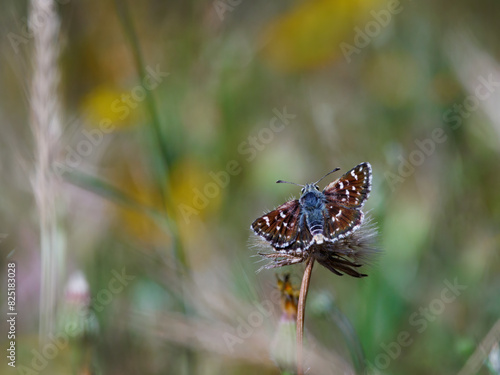 Sertorio. Spialia sertorius. Butterfly in its natural environment. photo