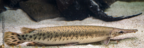 Yellow Lepisosteus oculatus fish lies on sandy bottom.