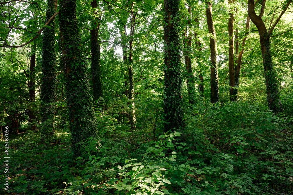 Dense summer forest with tree trunks covered with green ivy. Nature landscape