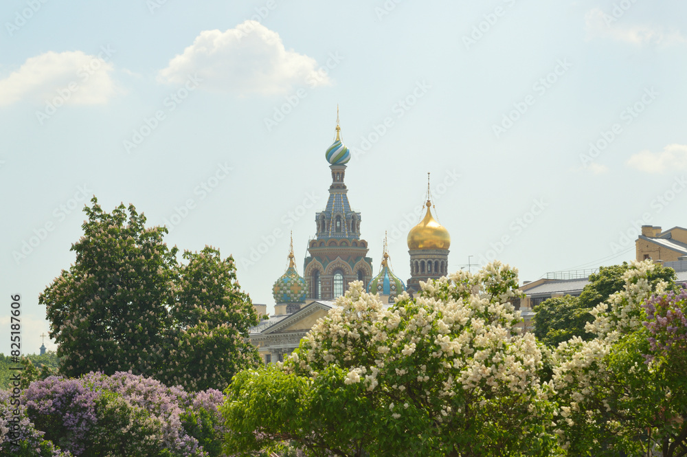 Blooming lilac and Church of the Savior on Spilled Blood in St. Petersburg.