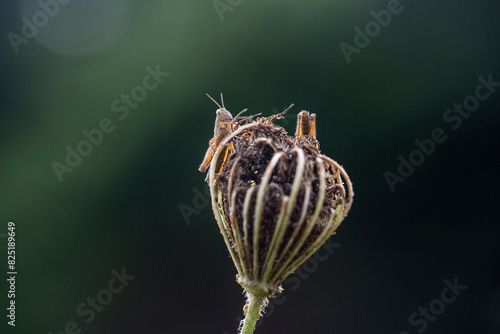 Grasshopper on dried flower photo