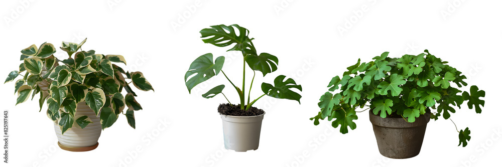 Potted plant isolated on transparent background
Potted plant isolated on transparent background