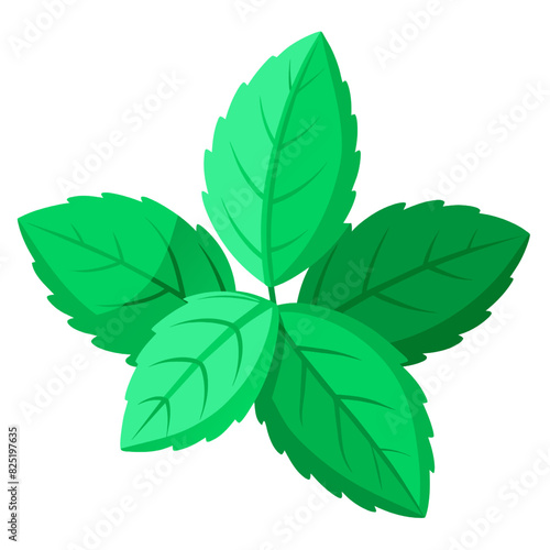Fresh Mint Leaves Isolated on White Background