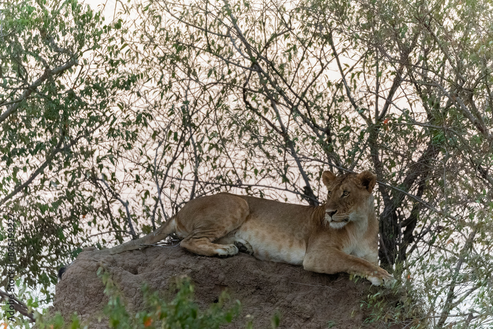 Lioness Resting On A Rock  
