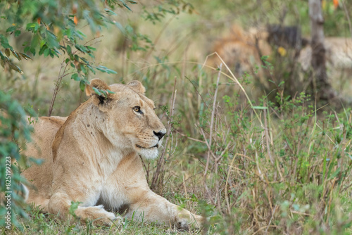 Lioness In Bushland, Portrait  photo