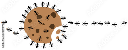 Black ants eating cookie on a white background, vector illustration.