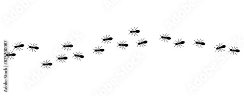 Black ants line 1 on a white background, vector illustration.