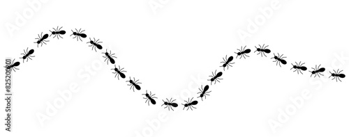 Black ants line 3 on a white background, vector illustration.