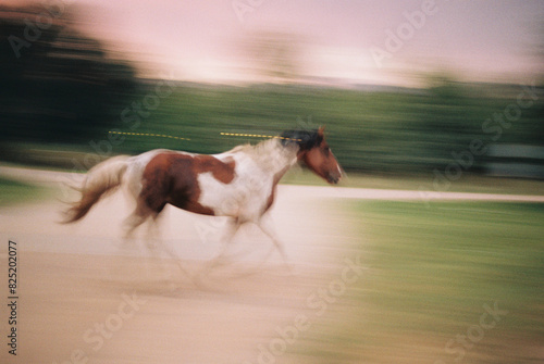 Blury Horse  photo