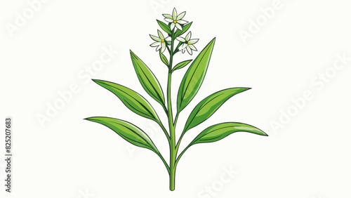 In the forest you may come across a plant with long slender leaves and delicate white flowers. This is shall a versatile herb known for its distinct. Cartoon Vector.