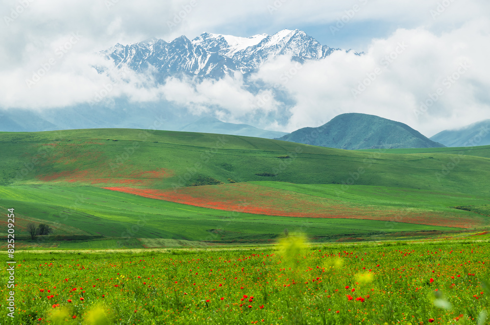 Poppy fields against the backdrop of snow-capped mountains. Spring in Kyrgyzstan. Selective focus.