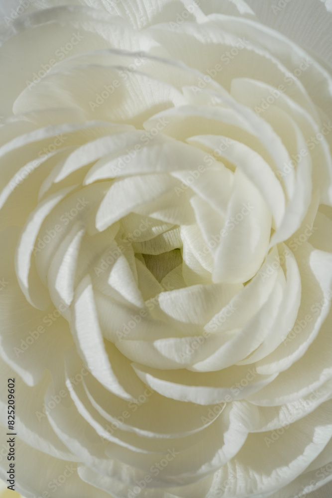 White flower White flower
