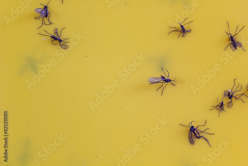 Background: Stuck Fungus Gnats