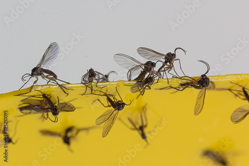 Fungus Gnats stuck on Sticky Trap photo