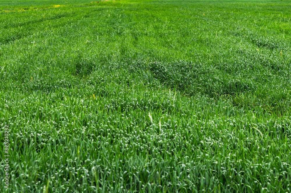 Obraz premium Field with tall green grass. Natural grassy green background. Selective focus.