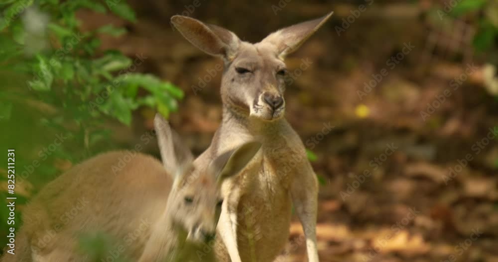 Red Kangaroo (Macropus rufus) playing in the nature. High definition slow motion shot at 4K video footage. Red Kangaroo (Macropus rufus) playing in the nature. High definition slow motion shot at 4K video footage.