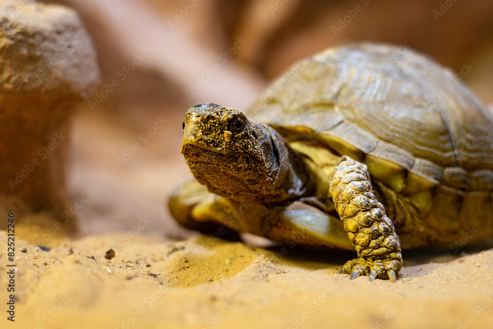 Naklejka premium Sukata Turtle, Land turtle on the ground in the zoo.