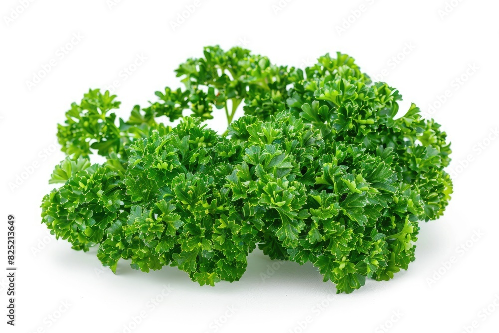 Fresh parsley with curly leaves isolated on white background Fresh parsley with curly leaves isolated on white background