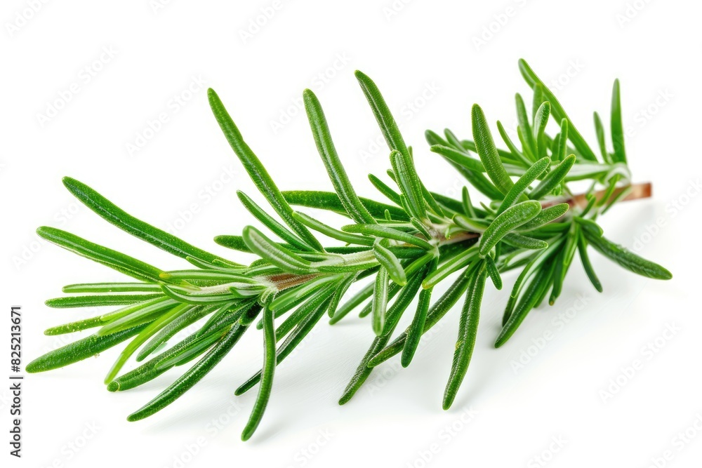 Fresh rosemary with needle-like leaves isolated on white background Fresh rosemary with needle-like leaves isolated on white background