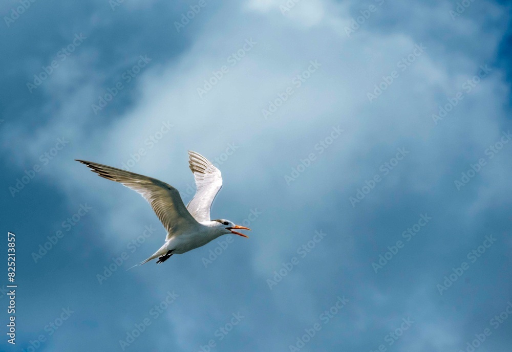 Fototapeta premium Arctic Tern