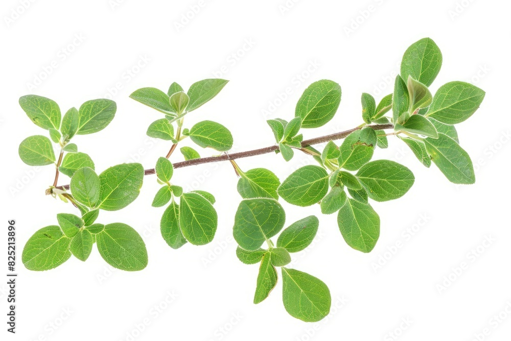 Obraz premium Marjoram sprigs with rounded leaves isolated on white background