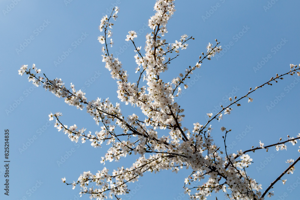 Blooming apple tree branches in Belgrade Blooming apple tree branches in Belgrade