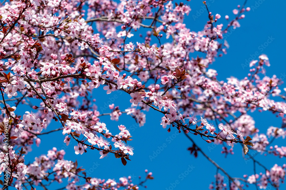 Cherry blossom branch in Belgrade Cherry blossom branch in Belgrade