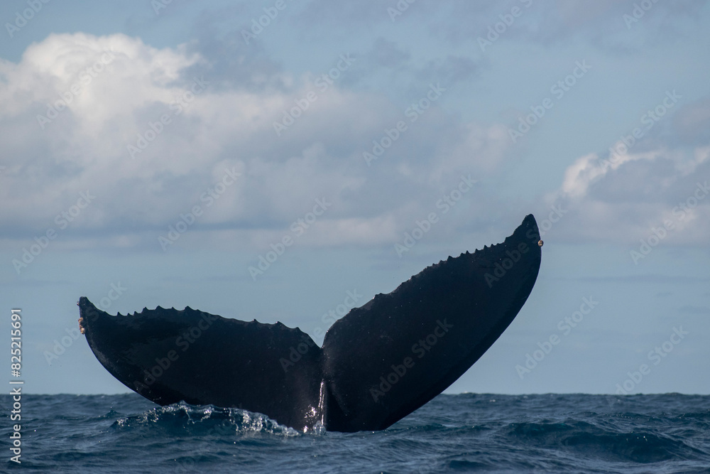 Fototapeta premium Humpback whale tail