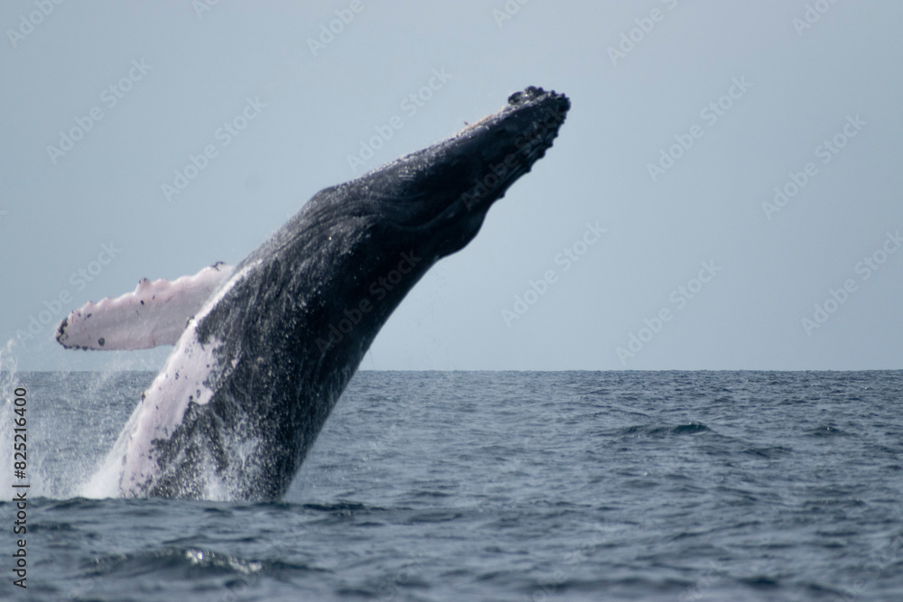 Fototapeta premium Humpback whale breaching