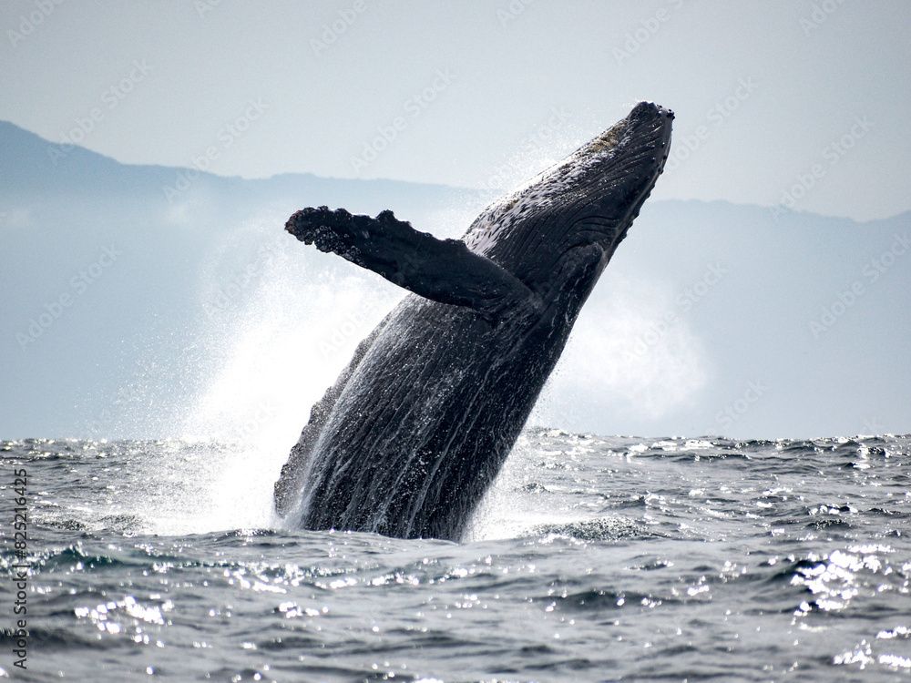 Fototapeta premium Humpback whale breaching