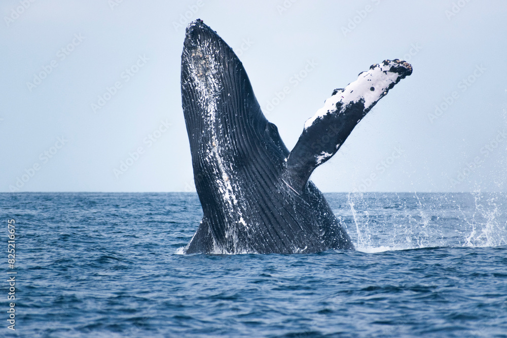 Obraz premium Humpback whale breaching