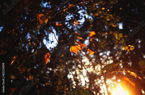 Autumn nature yellow leaves sunset photo