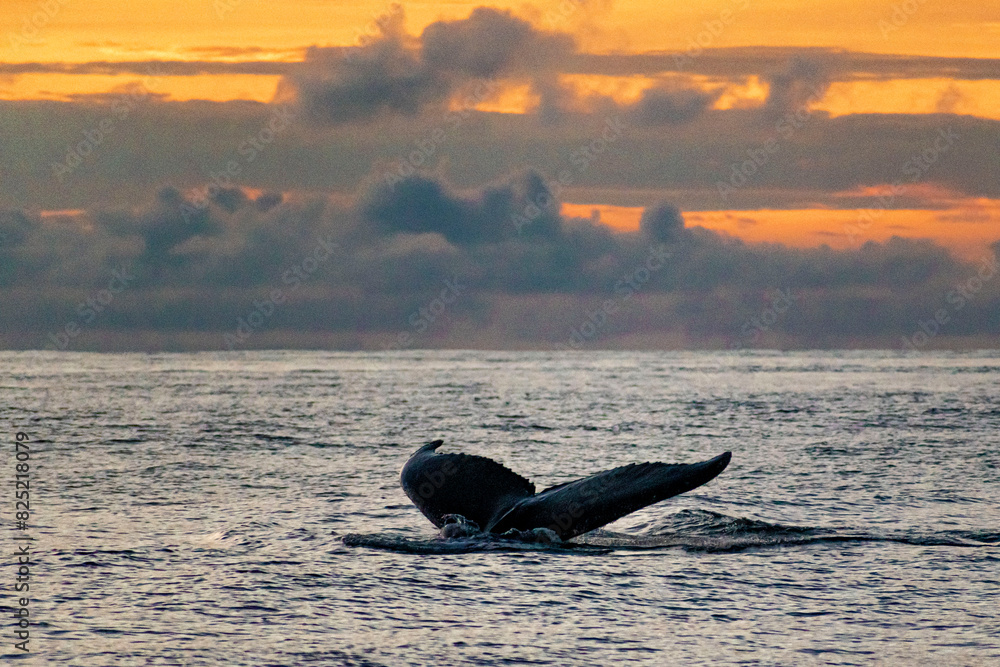 Fototapeta premium Humpback whale tail