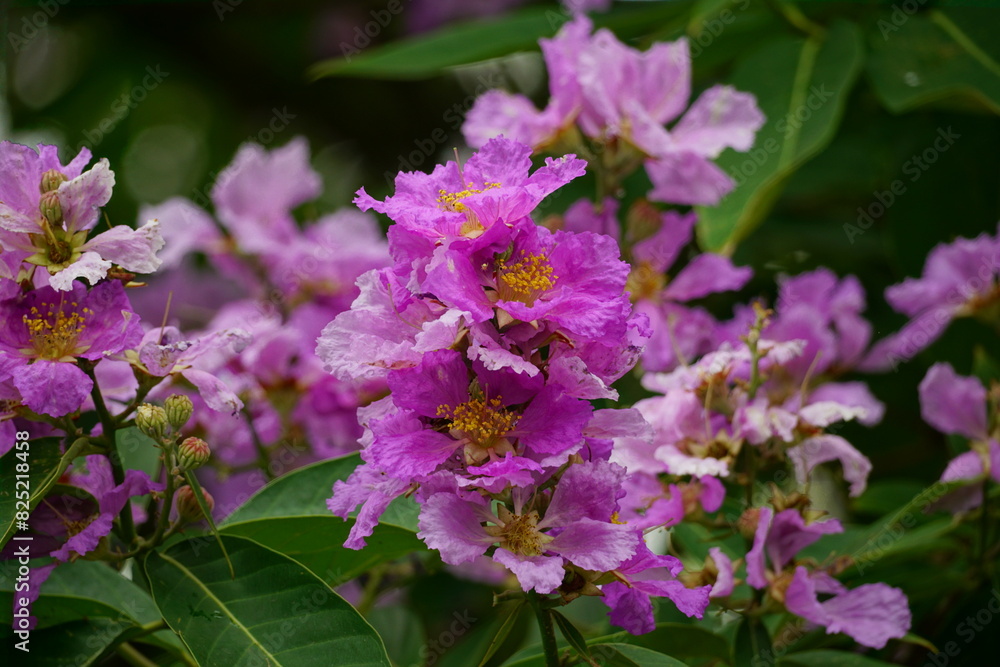 Close-up of purple Lagerstroemia speciosa flower blooming in summer Close-up of purple Lagerstroemia speciosa flower blooming in summer