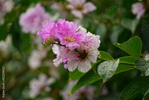Close-up of purple Lagerstroemia speciosa flower blooming in summer