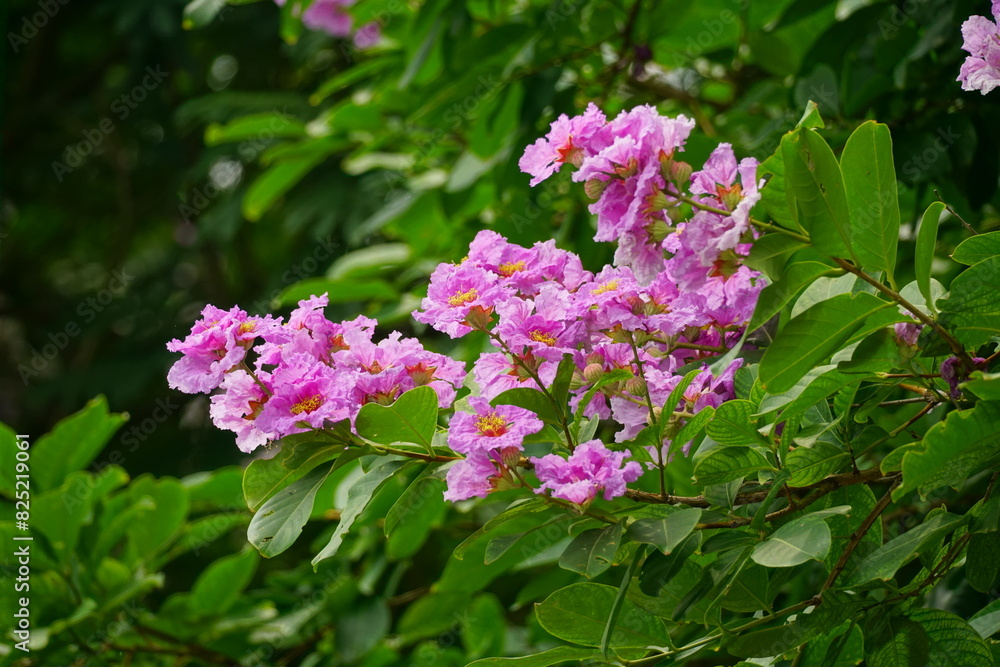 Close-up of purple Lagerstroemia speciosa flower blooming in summer