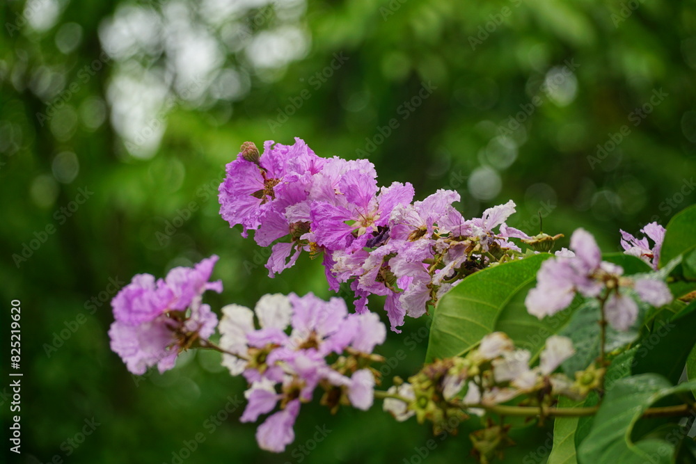 Close-up of purple Lagerstroemia speciosa flower blooming in summer Close-up of purple Lagerstroemia speciosa flower blooming in summer