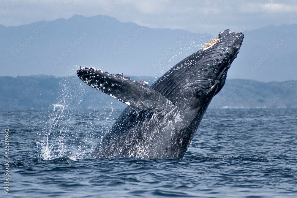 Naklejka premium Humpback whale breaching