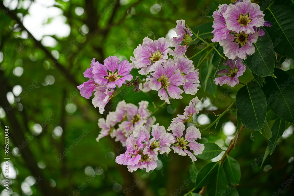 Close-up of purple Lagerstroemia speciosa flower blooming in summer Close-up of purple Lagerstroemia speciosa flower blooming in summer