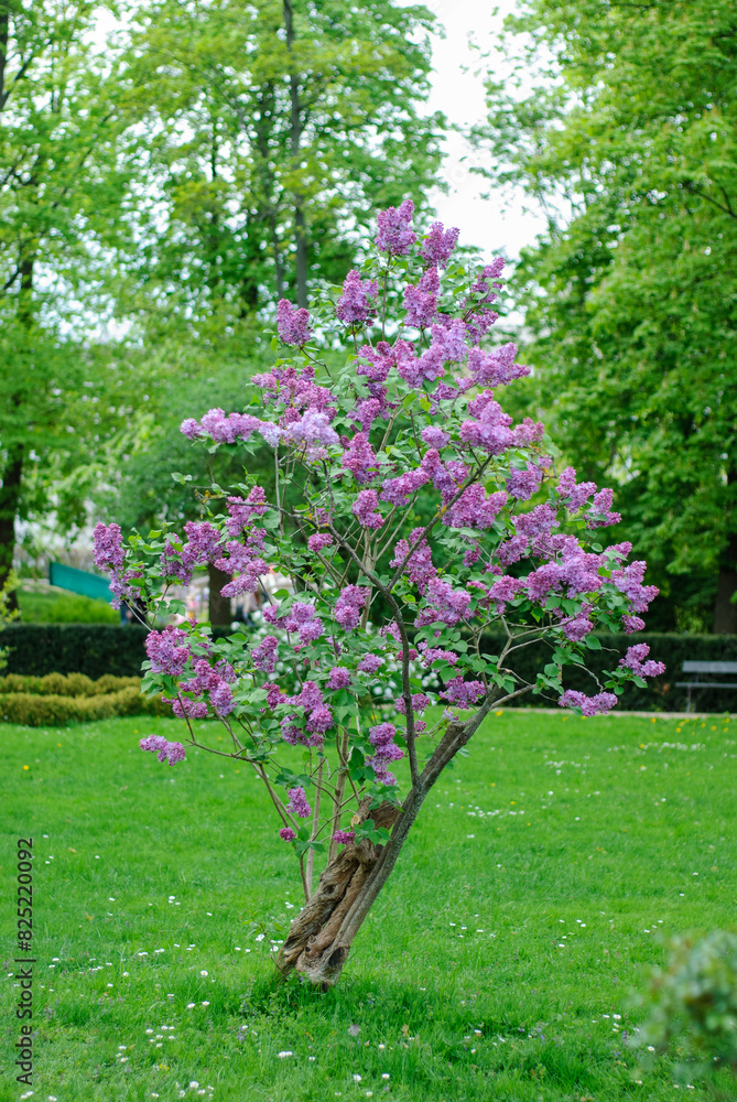 blooming tree in the park blooming tree in the park