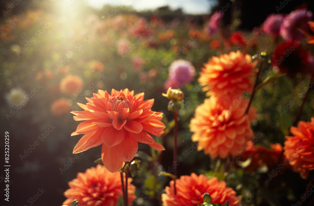 Summer nature flowers garden landscape Summer nature flowers garden landscape