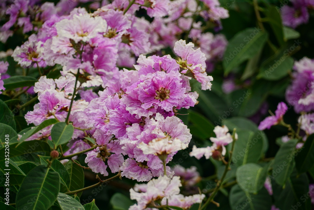Close-up of purple Lagerstroemia speciosa flower blooming in summer Close-up of purple Lagerstroemia speciosa flower blooming in summer