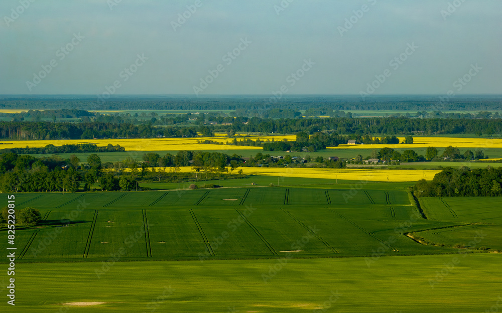 Fototapeta premium Rapeseed fields in the countryside of Zemgale, Latvian nature. 