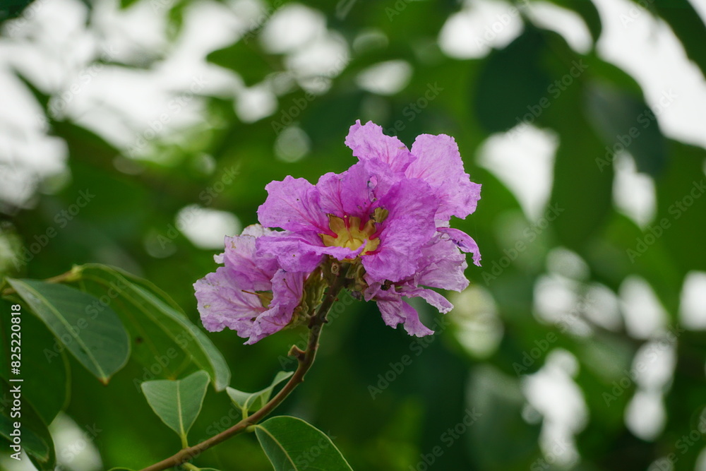 Close-up of purple Lagerstroemia speciosa flower blooming in summer Close-up of purple Lagerstroemia speciosa flower blooming in summer