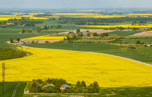 Rapeseed fields in the countryside of Zemgale, Latvian nature.
 photo