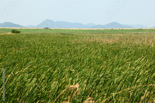 View of the grass field at the lakeside